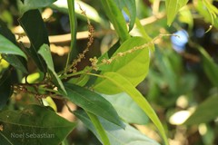 Epiprinus mallotiformis